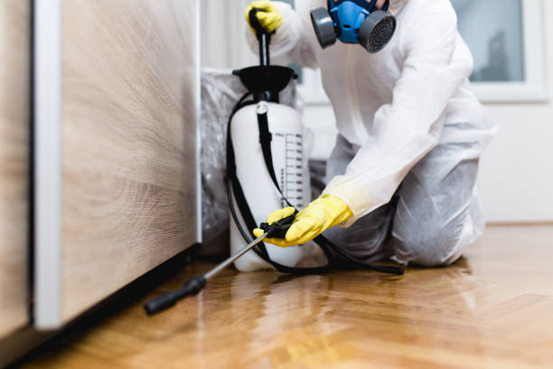 Best Ant Control Services  in Vineyard Haven, MA